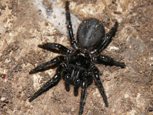 Atrax robustus – мегаломорфный паук