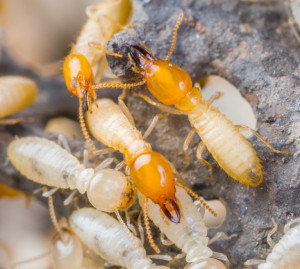Termites in Thailand