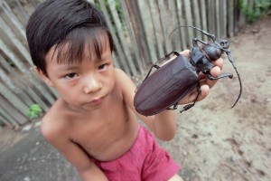 Самое маленькое и самое большое насекомое в мире