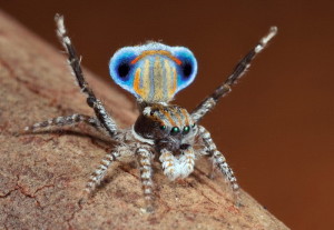 Великолепный павлиний паук
