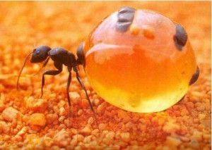 Вкусные муравьи