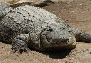 Нильские крокодилы