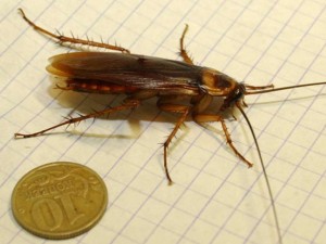 Почему выживают тараканы