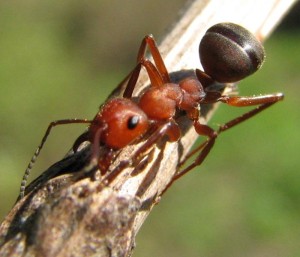 Схема обменов в колонии обыкновенного муравья