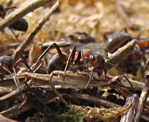Взаимно перекрывающиеся кормовые участки видов-доминантов в ассоциации муравейников