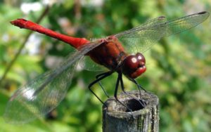 Стрекоза - реактивное и всевидящее насекомое
